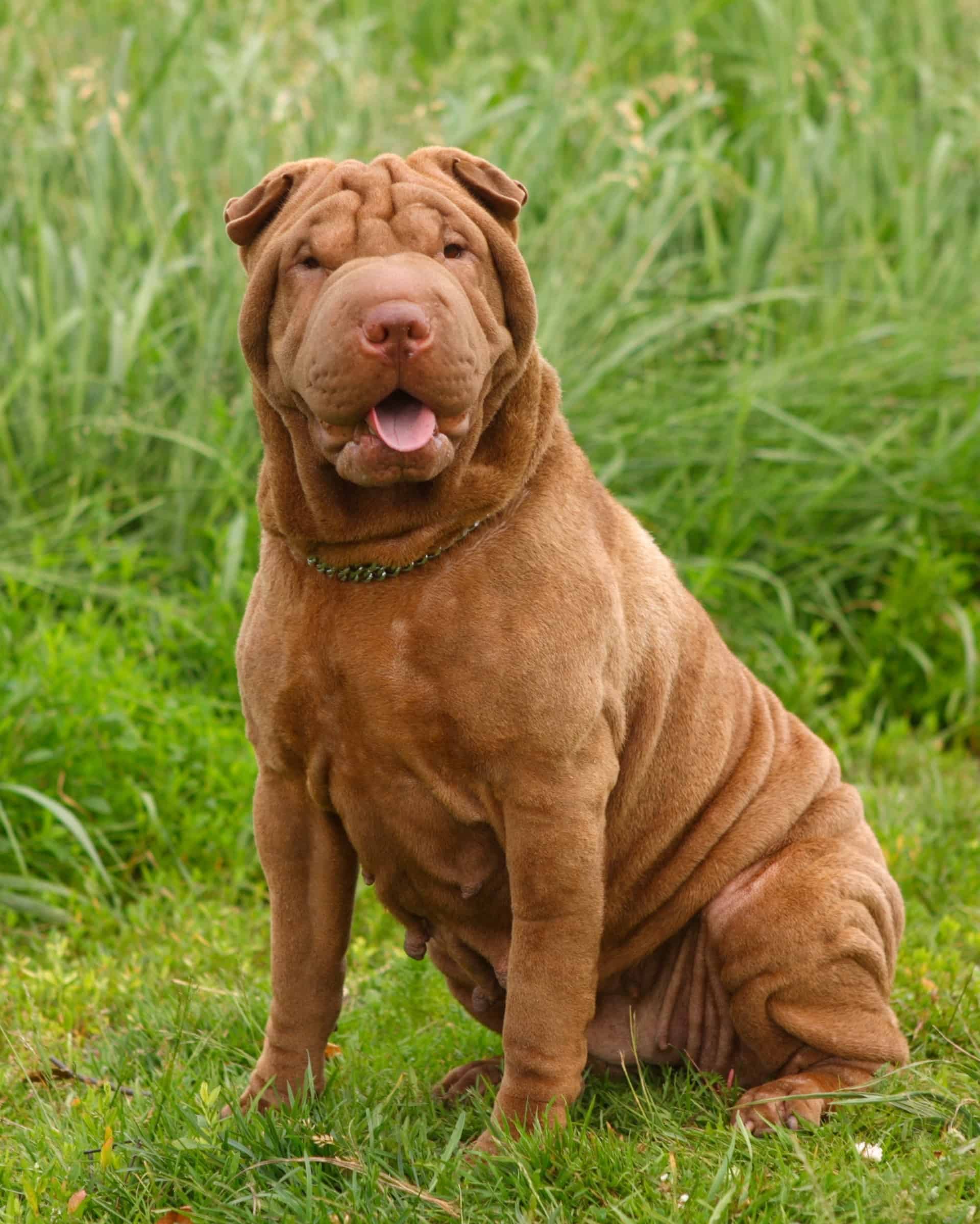25 Shar Pei Colors Markings With Pictures 