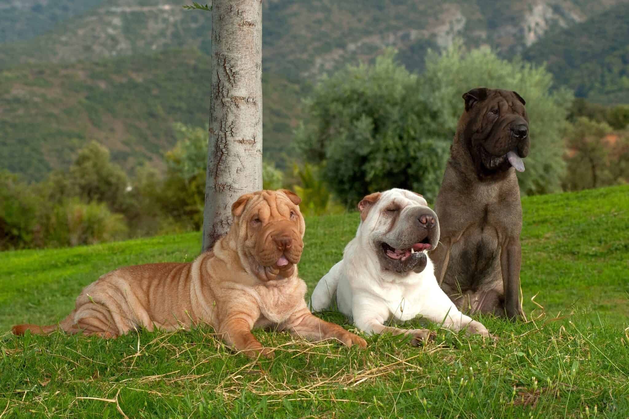 25 Shar Pei Colors Markings With Pictures 