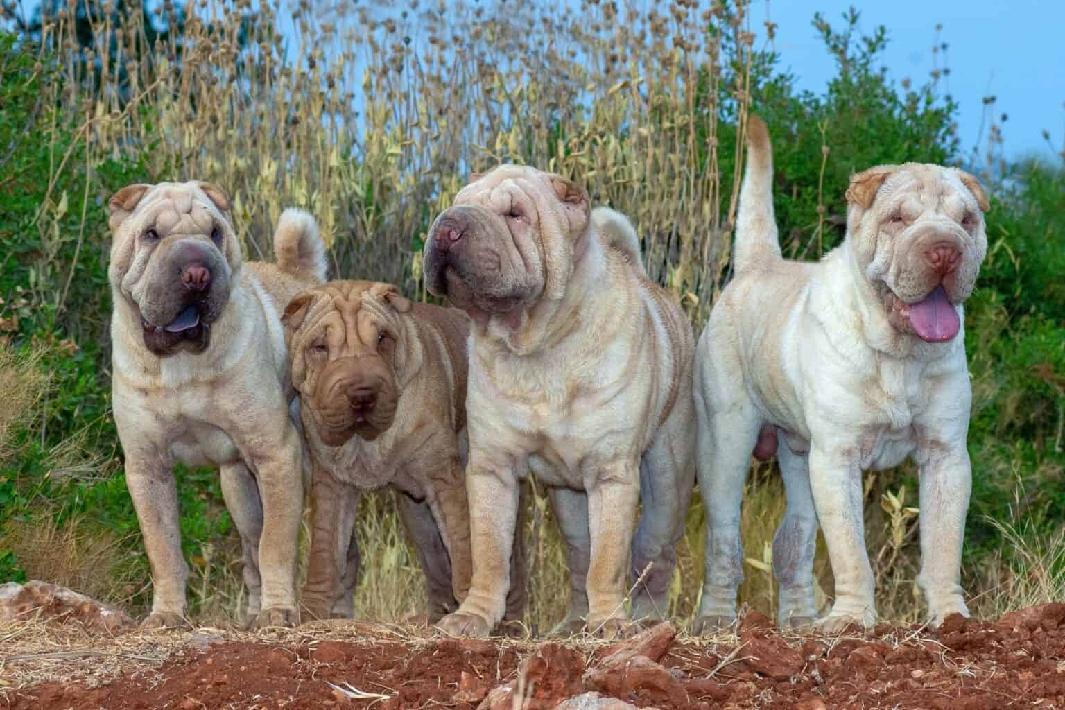 25 Shar Pei Colors Markings With Pictures 