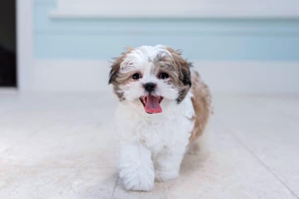 How Much Does a Shih Tzu Cost? (2025 Updated)