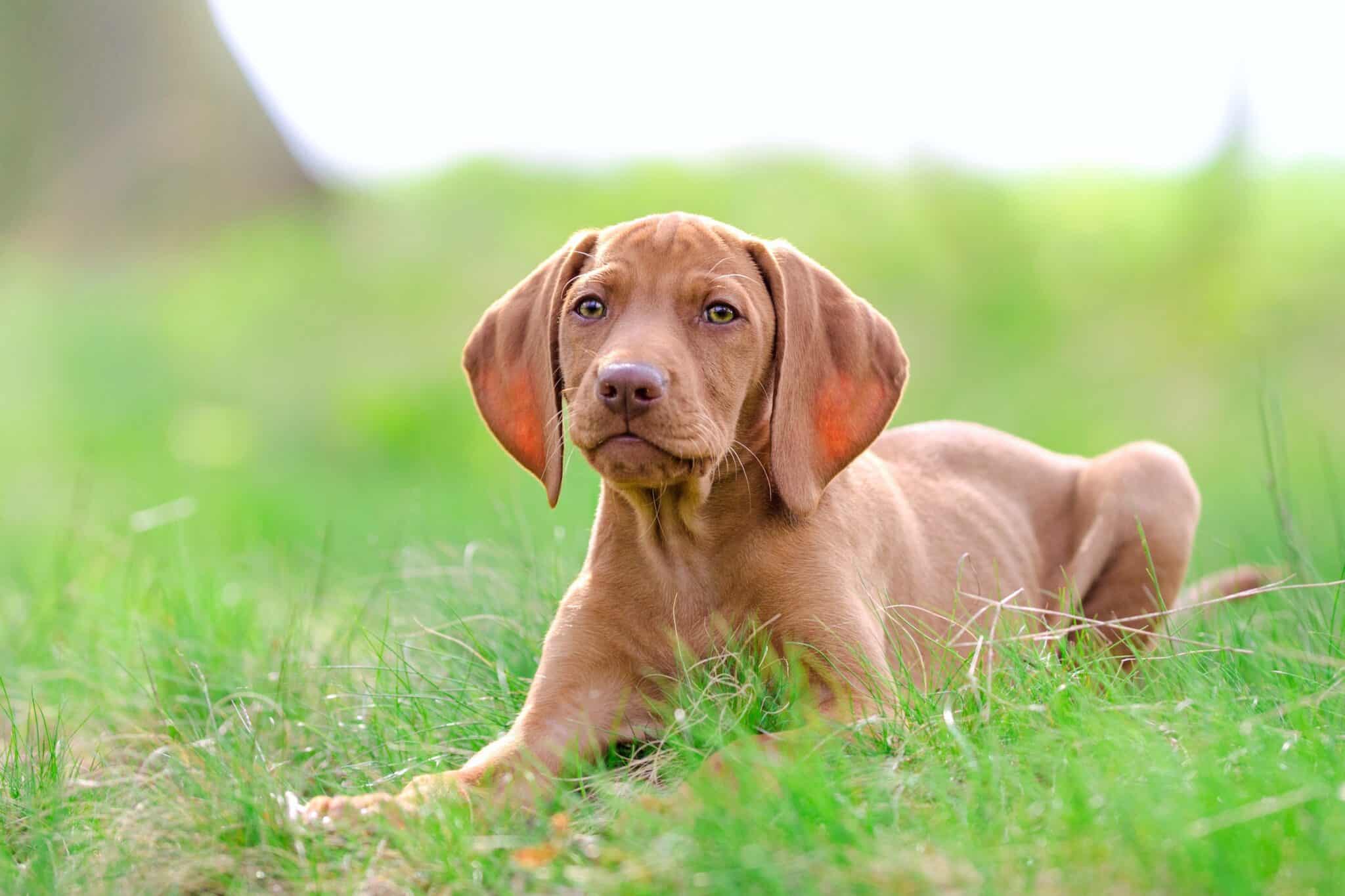 How Much Does a Vizsla Cost? (2024 Updated)