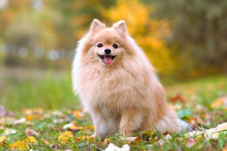 How Much Does a Pomeranian Cost? (2026 Updated)
