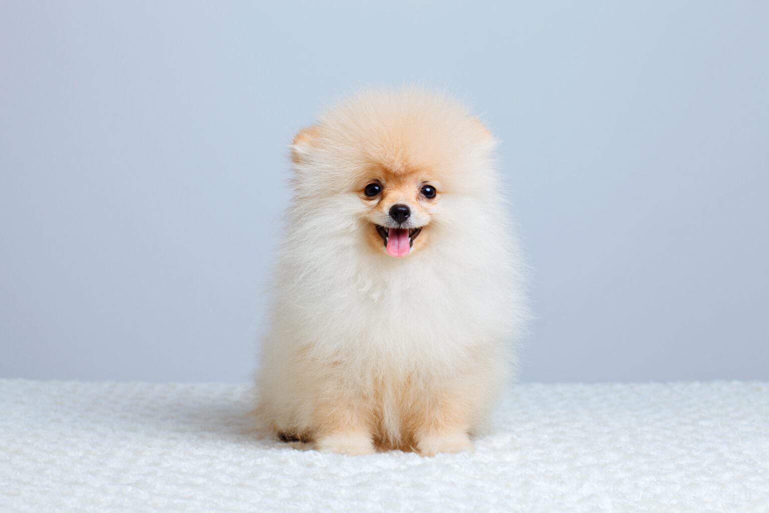 How Much Does a Pomeranian Cost? (2024 Updated)