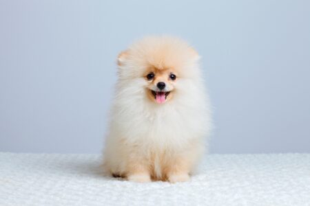How Much Does a Pomeranian Cost? (2026 Updated)
