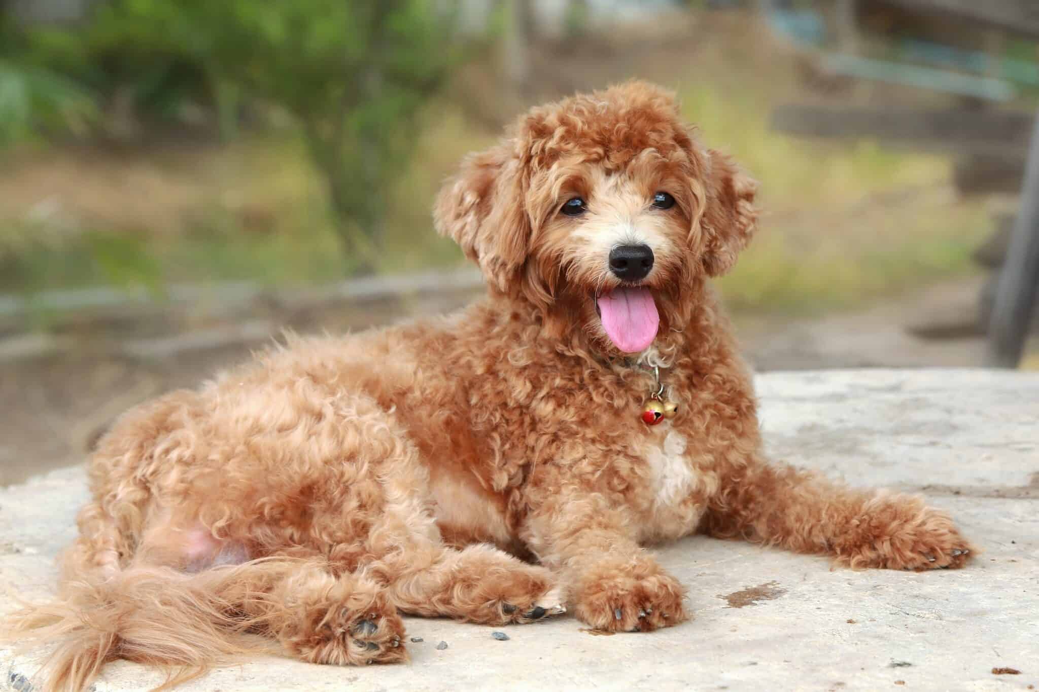 How Much Does a Poodle Cost? (2024 Updated)