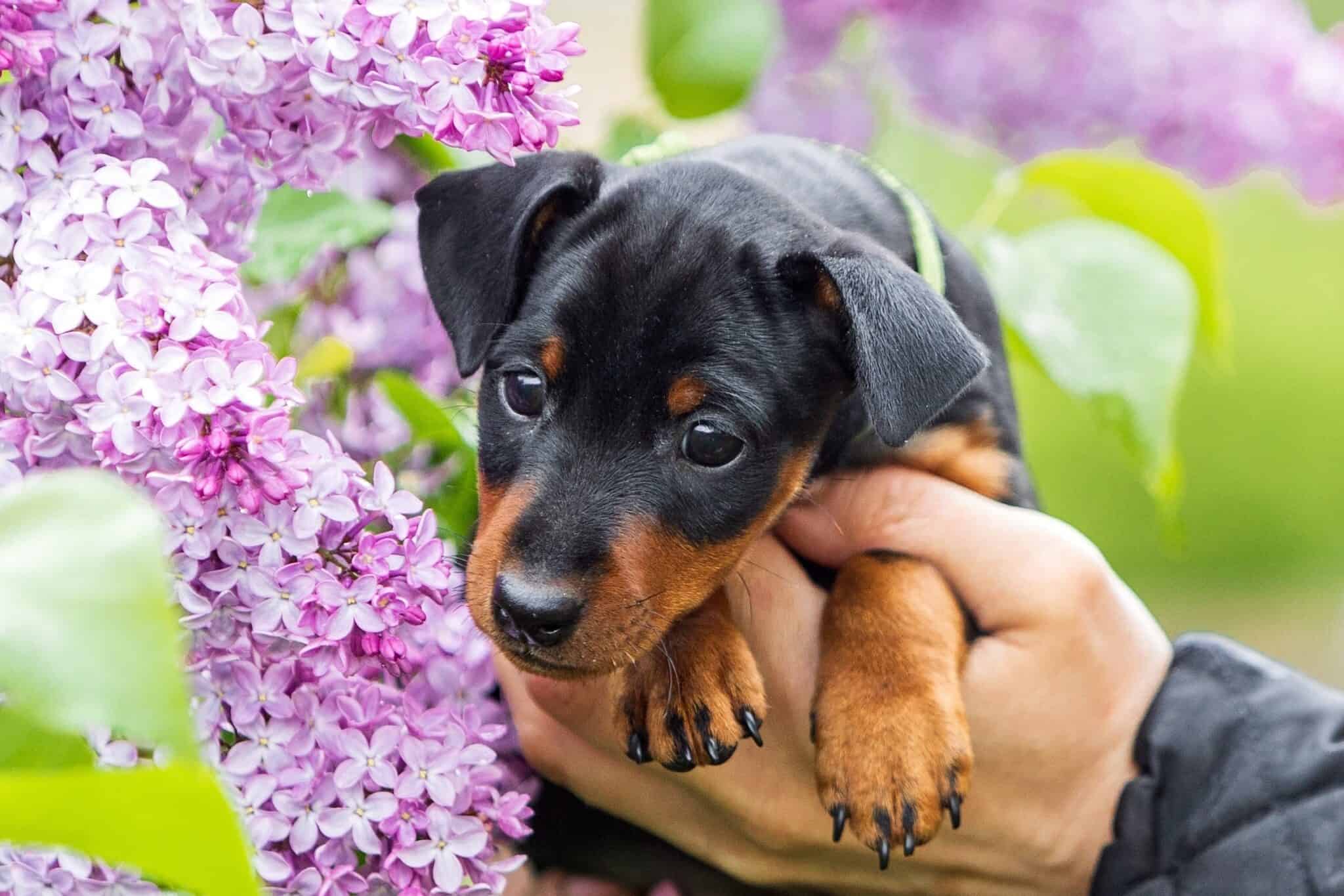 How Much Does a Miniature Pinscher Cost? (2024 Updated)