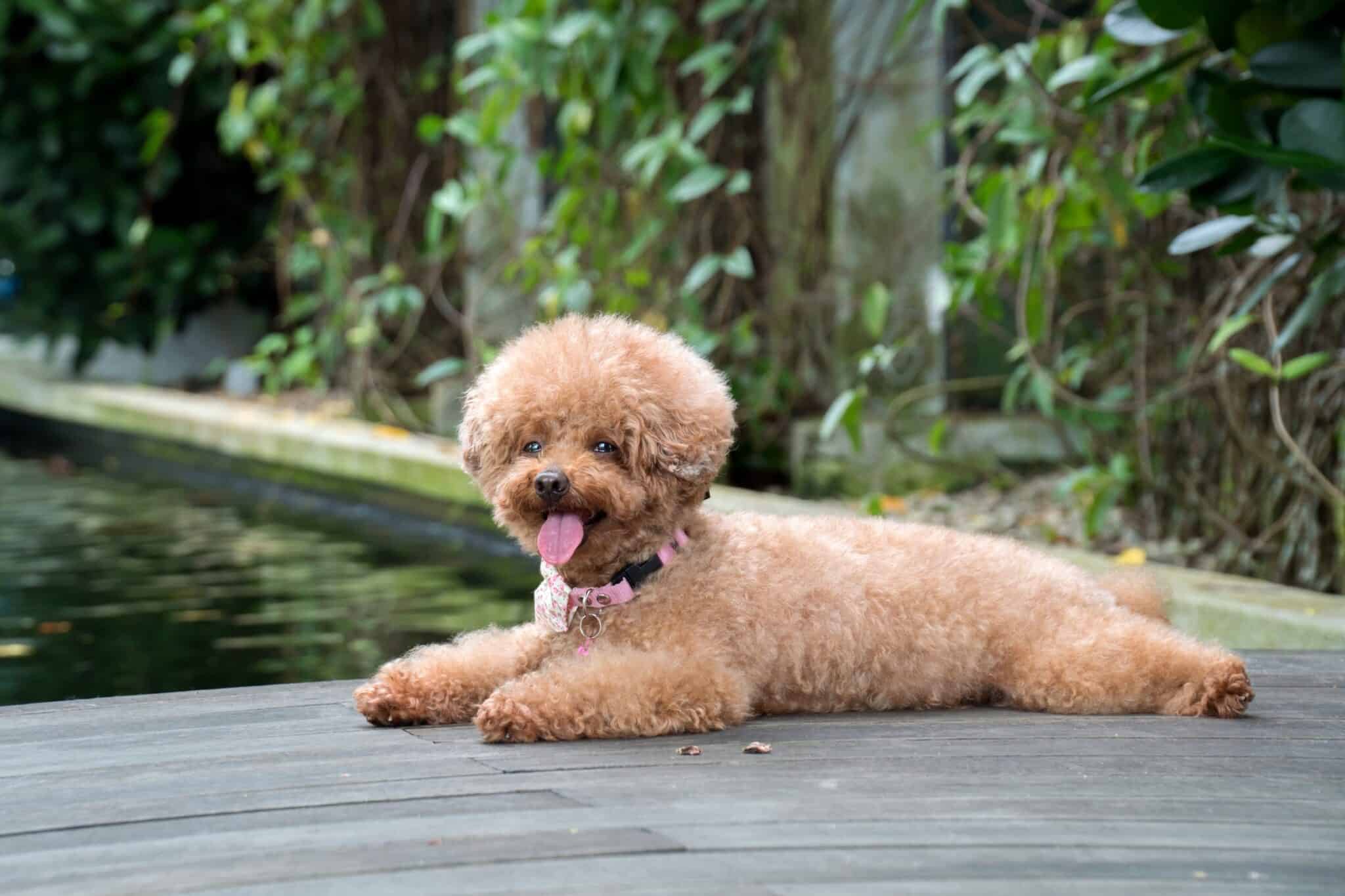 How Much Does a Poodle Cost? (2024 Updated)