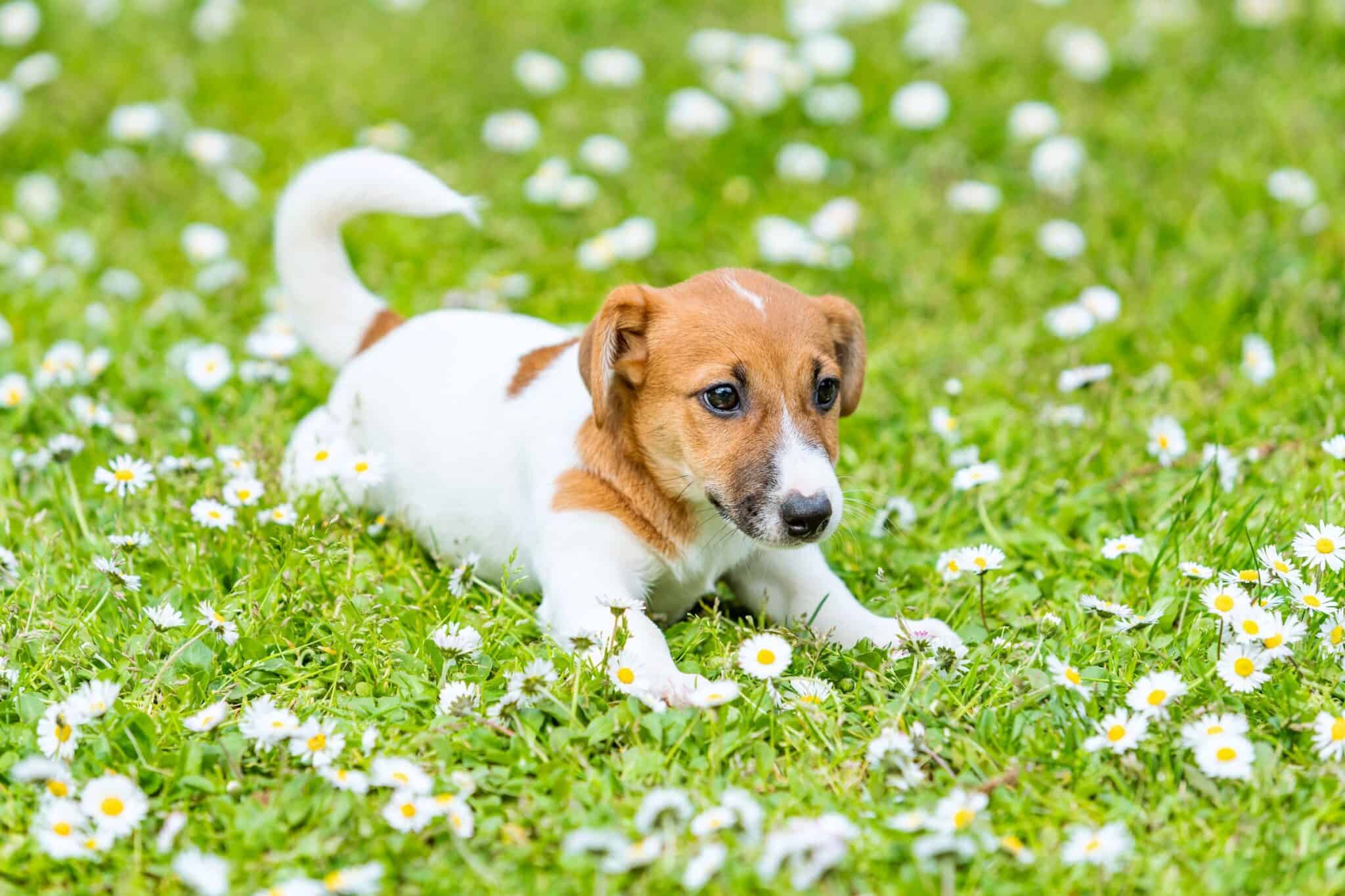 How Much Does a Jack Russell Terrier Cost? (2024 Updated)
