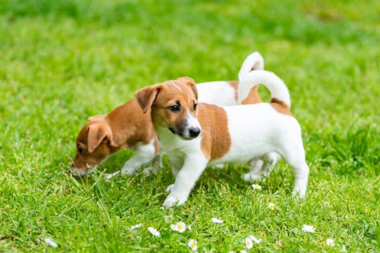 Stunning Puppies And Banana Digestive Issues image
