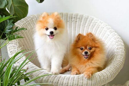 How Much Does a Pomeranian Cost? (2026 Updated)