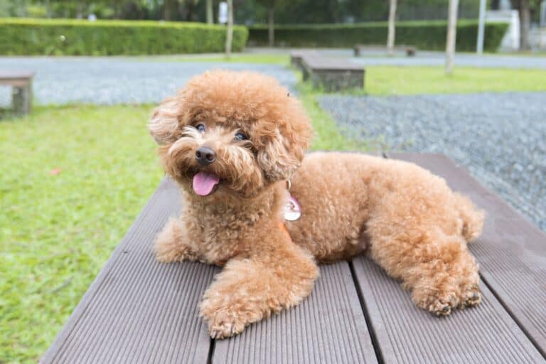 How Much Does a Poodle Cost? (2025 Updated)
