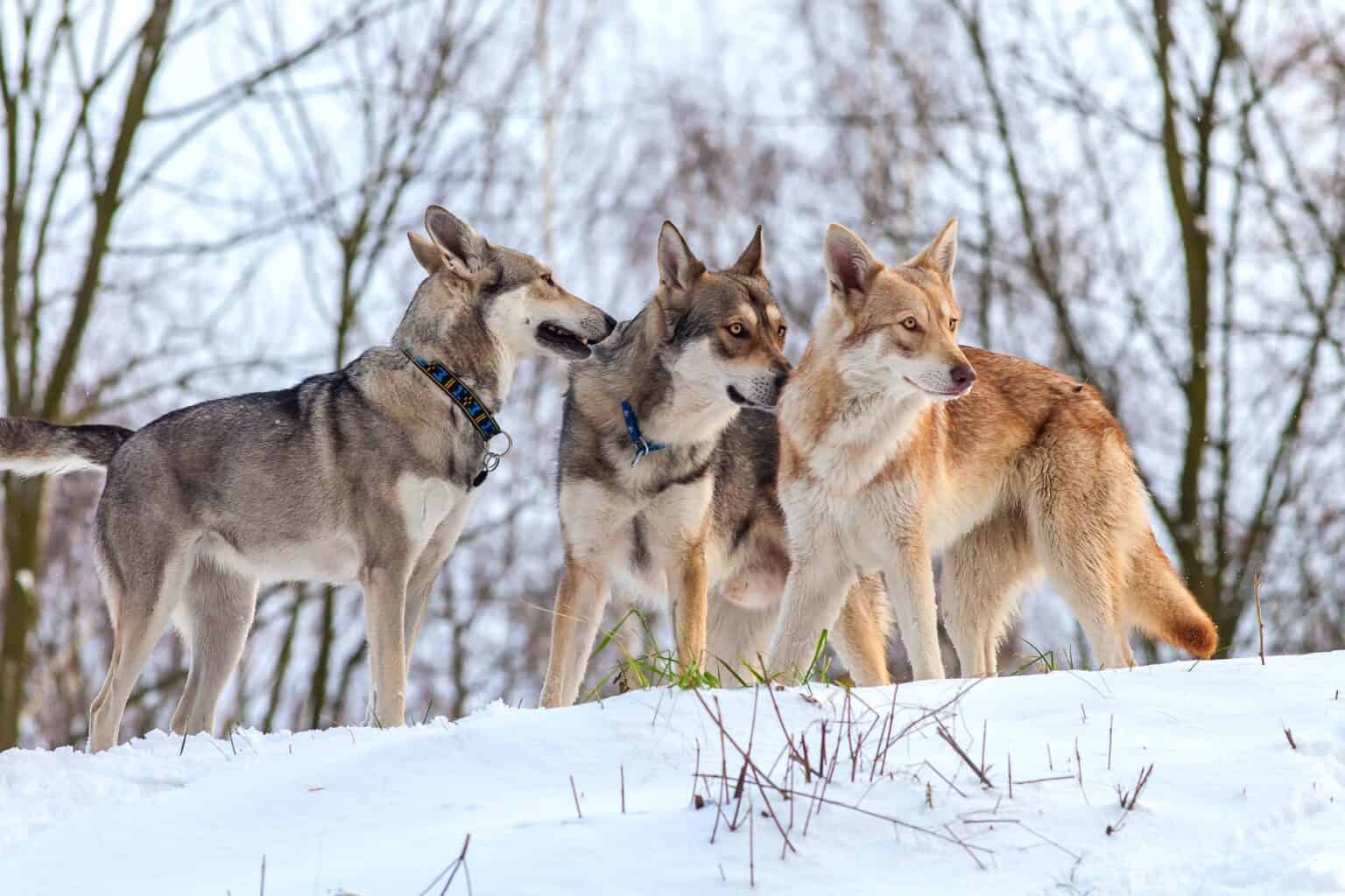 How Much Does a Wolf Dog Cost? (2024 Updated)