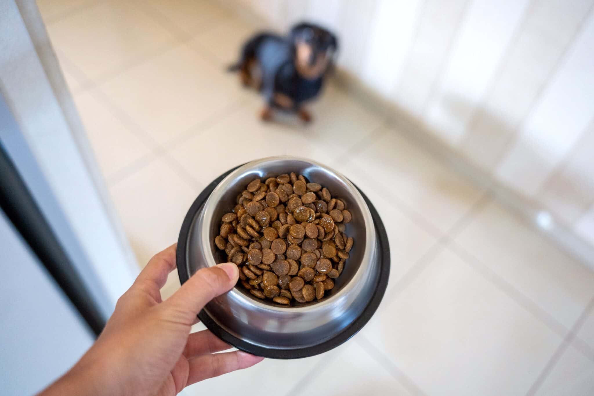 How Much to Feed a Dachshund (Feeding Chart & Guide)