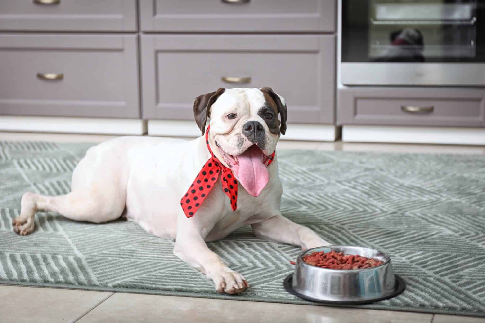 How Much to Feed a Boxer Dog (Feeding Chart)