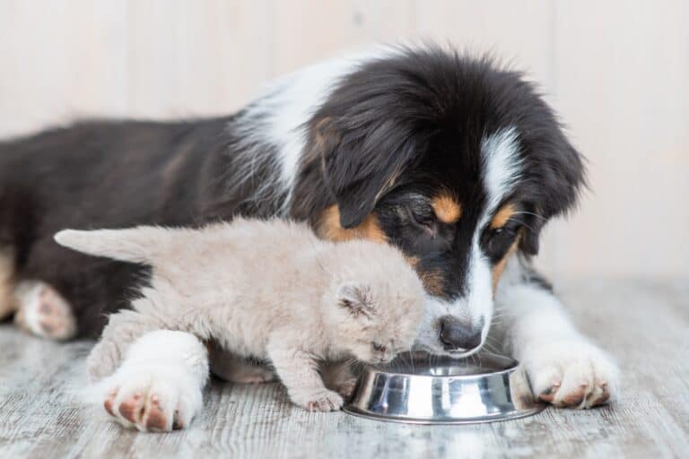How Much to Feed an Australian Shepherd (Feeding Chart)