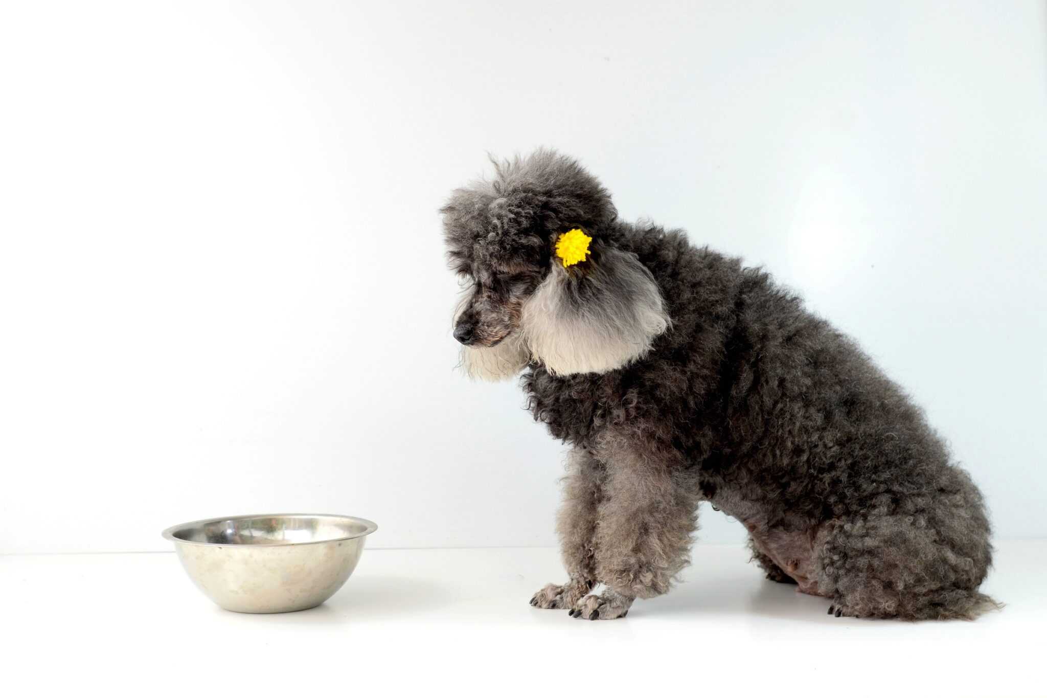 How Much to Feed a Poodle (Feeding Chart & Guide)