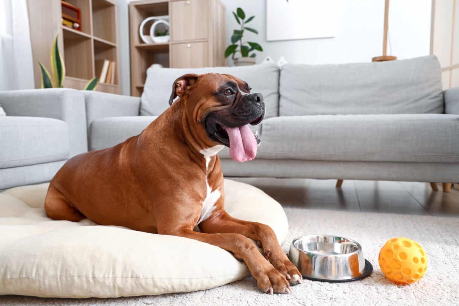 How Much to Feed a Boxer Dog (Feeding Chart)