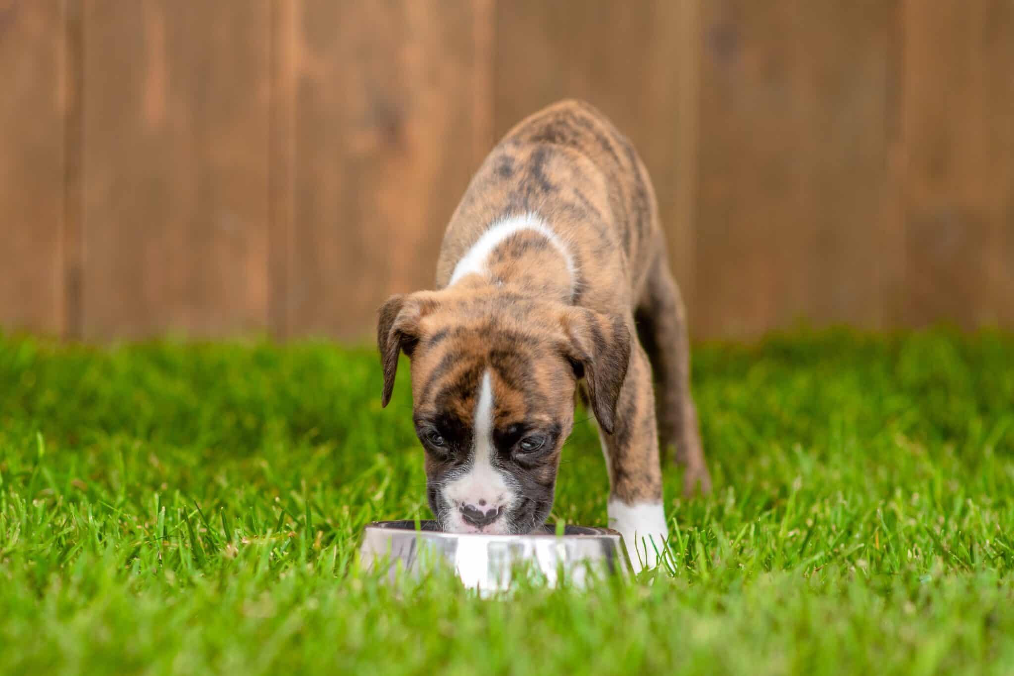 How Much to Feed a Boxer Dog (Feeding Chart)