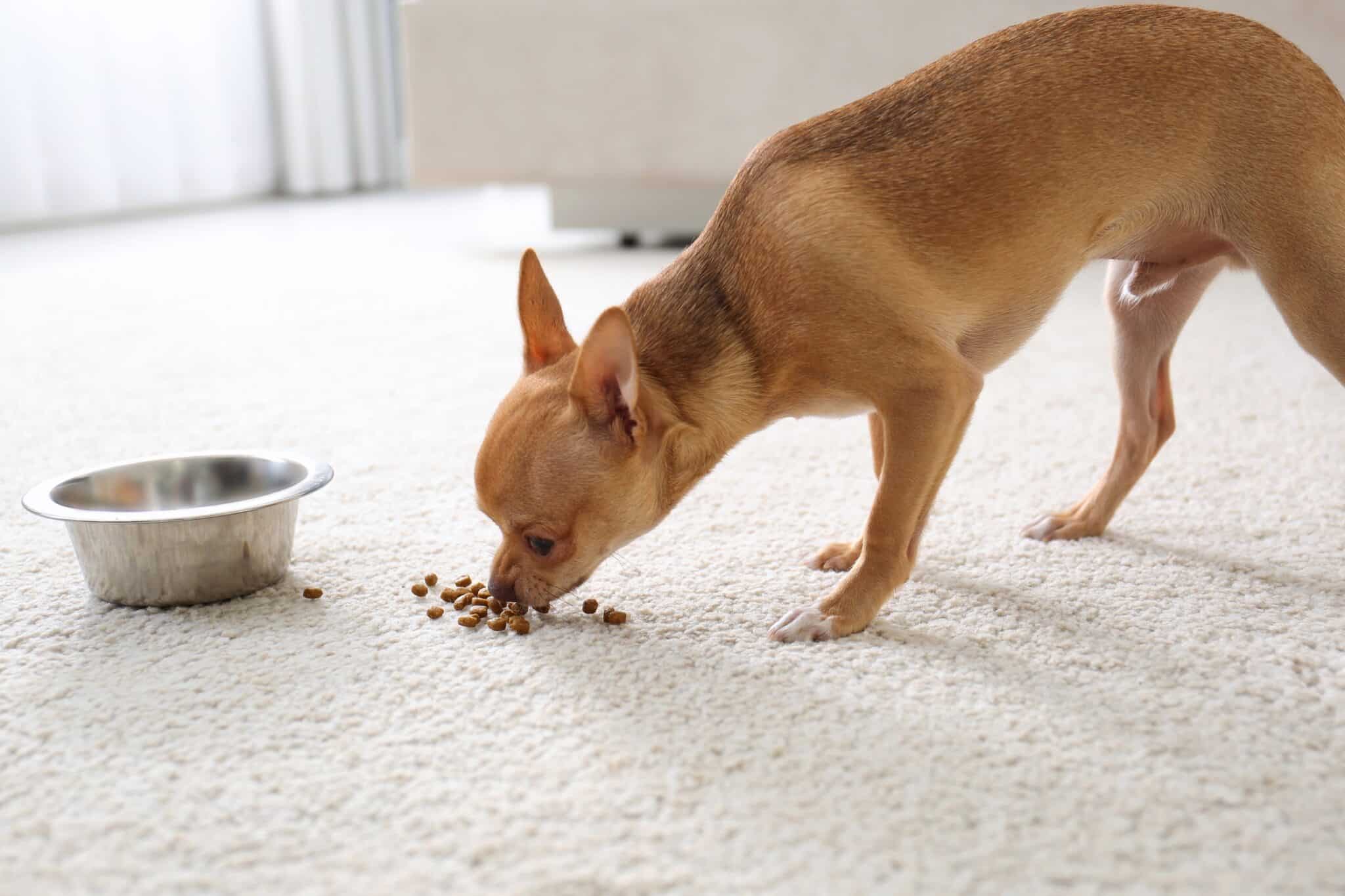 How Much to Feed a Chihuahua (Feeding Chart)