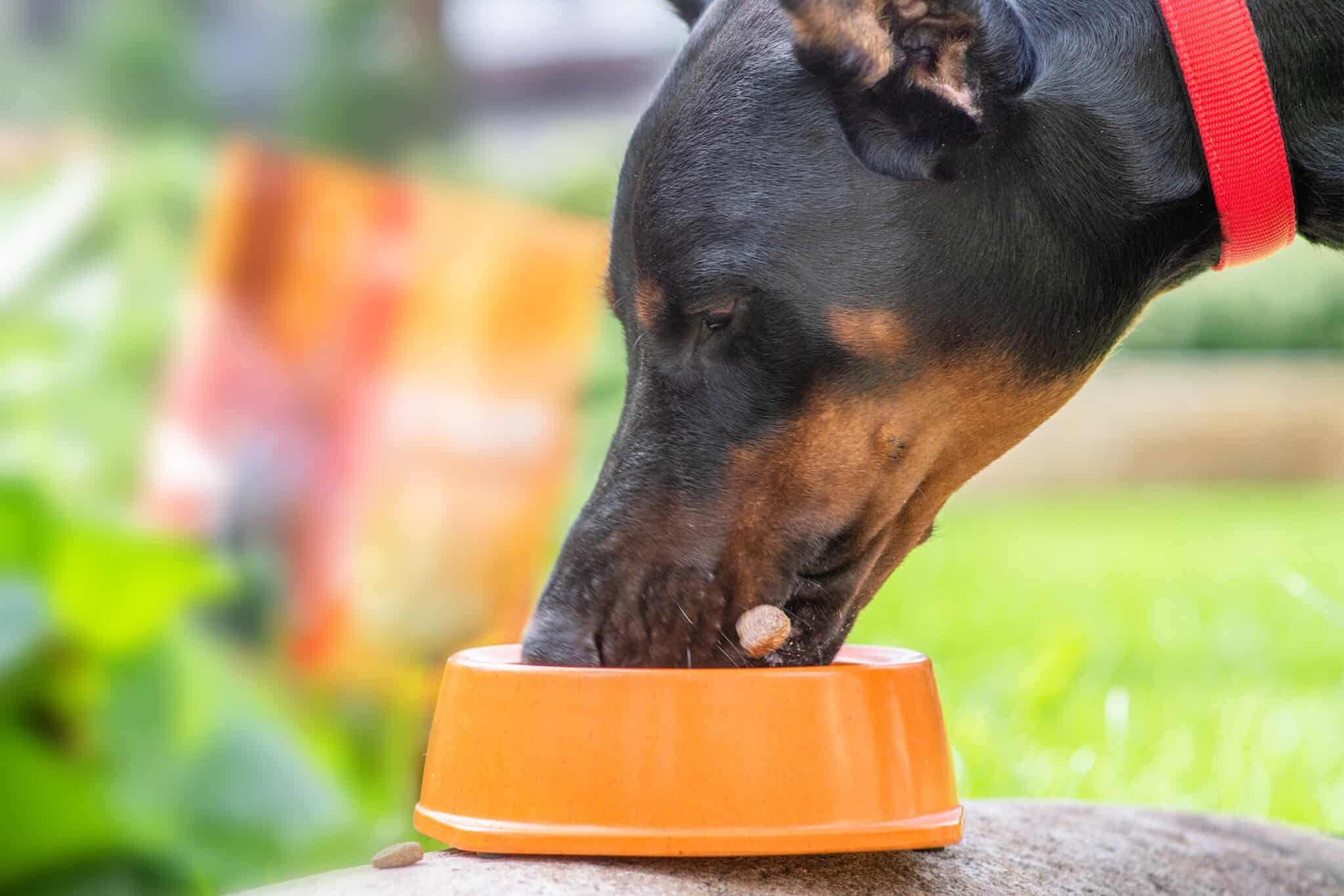 How Much to Feed a Doberman (Feeding Chart & Guide)