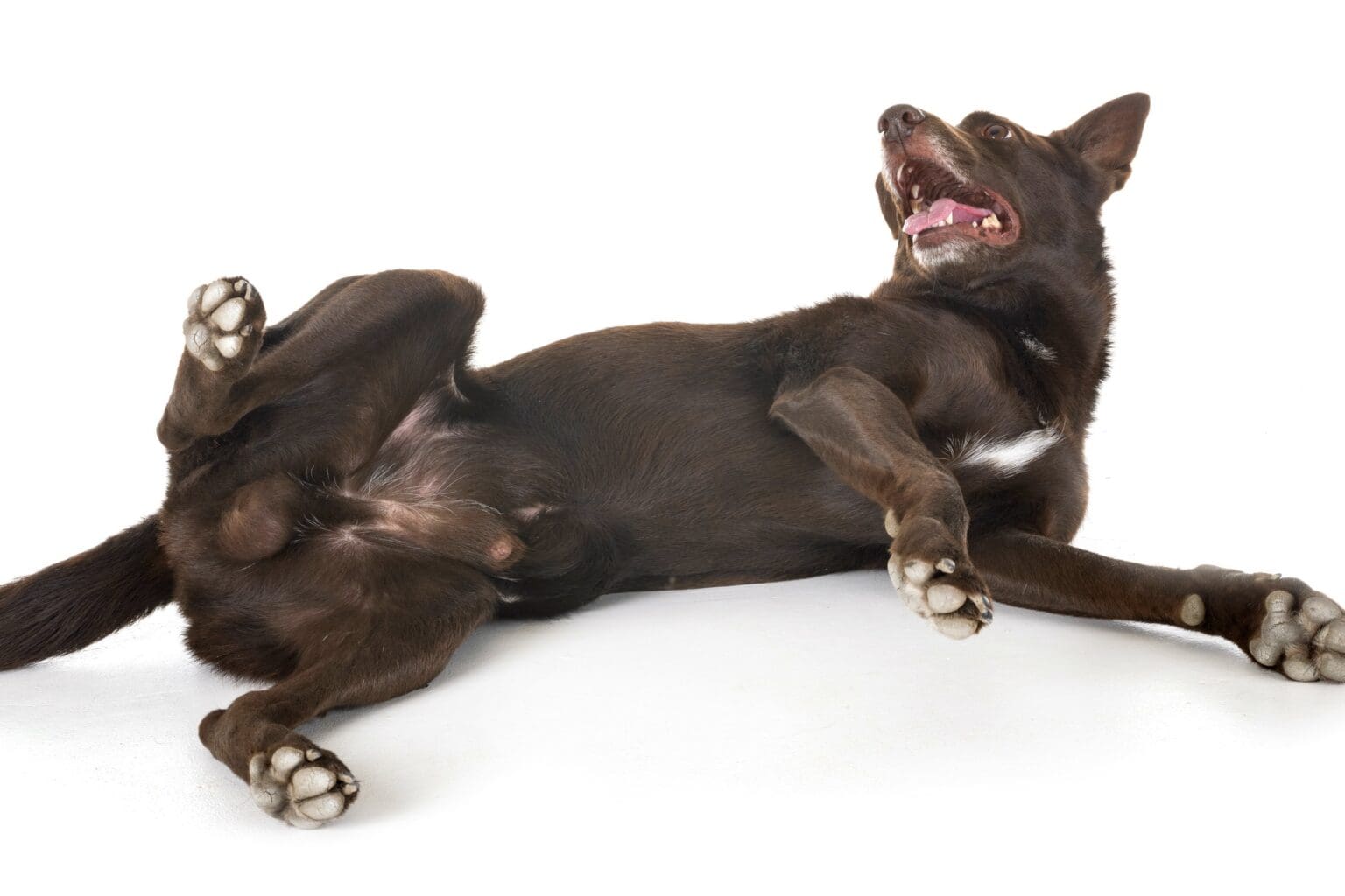 Dog Smegma Causes & How to Get Rid of It