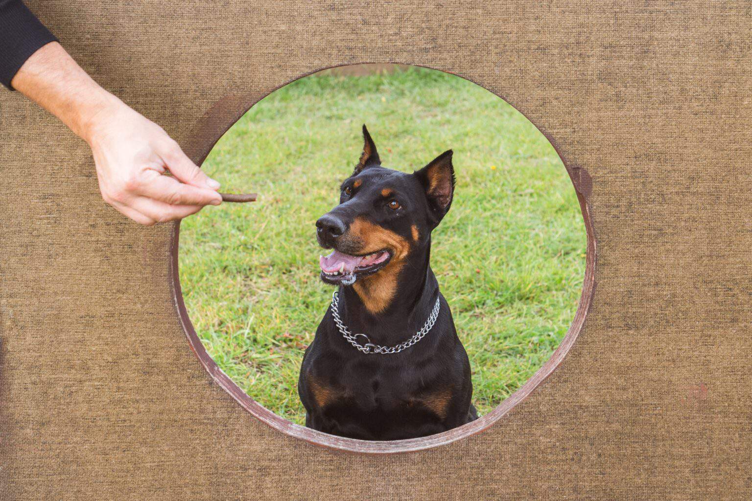 How Much to Feed a Doberman (Feeding Chart & Guide)