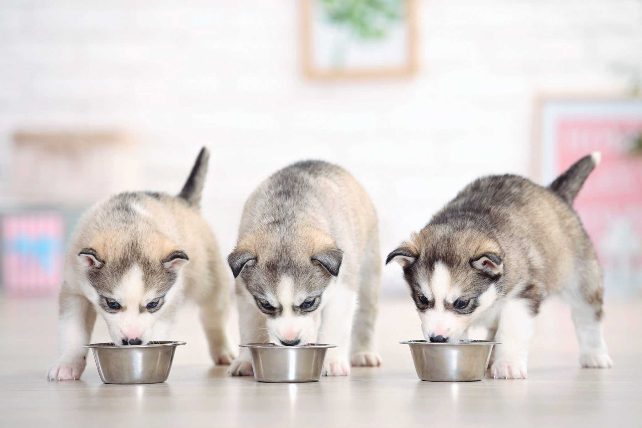 How Much to Feed a Husky (Puppy & Adult Feeding Chart)