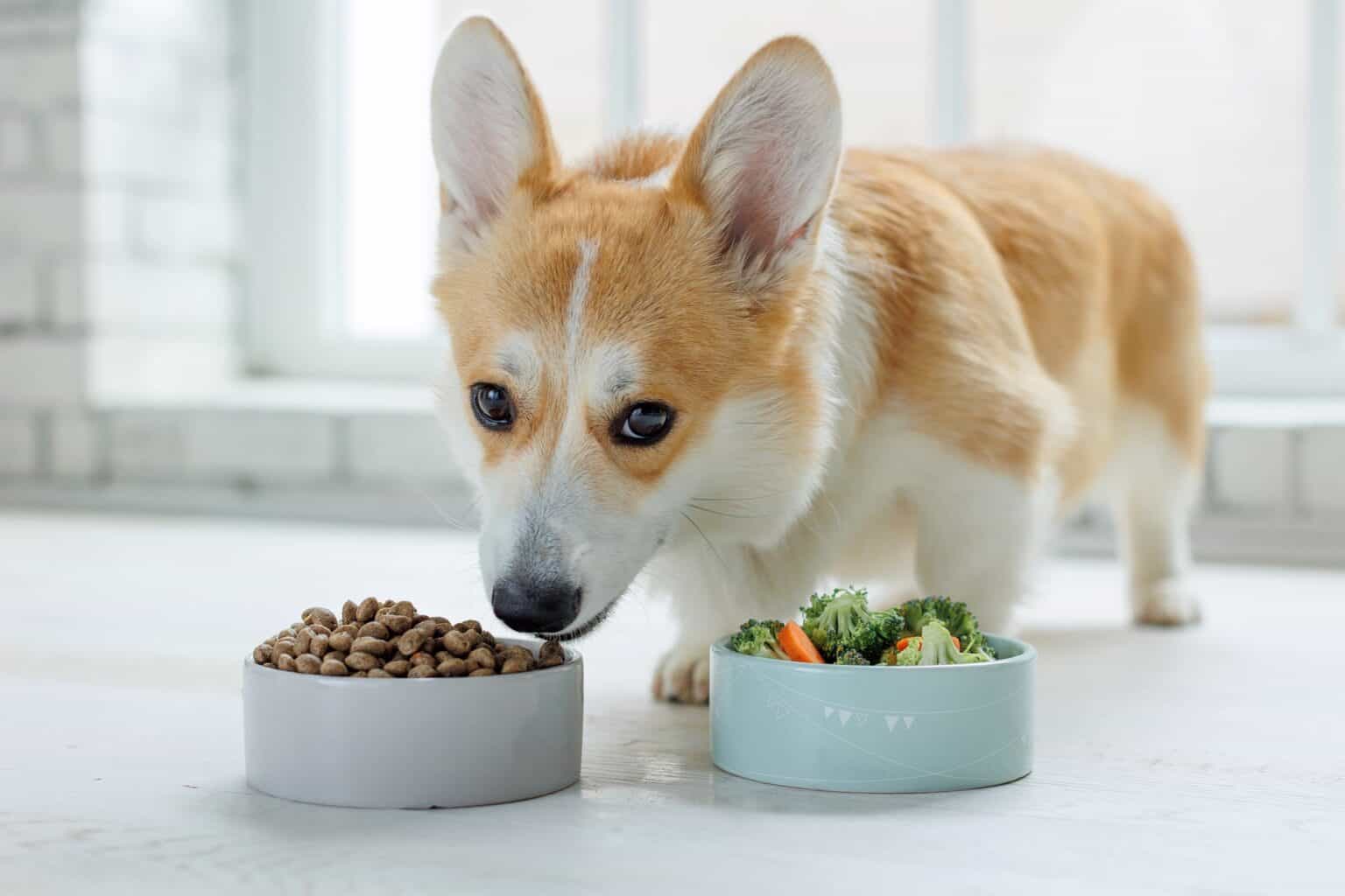 how-much-to-feed-a-corgi-feeding-chart-guide