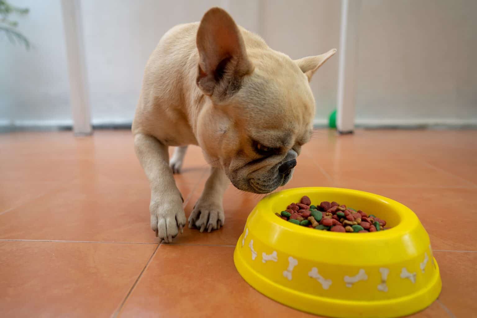 How Much to Feed a French Bulldog (Feeding Chart)