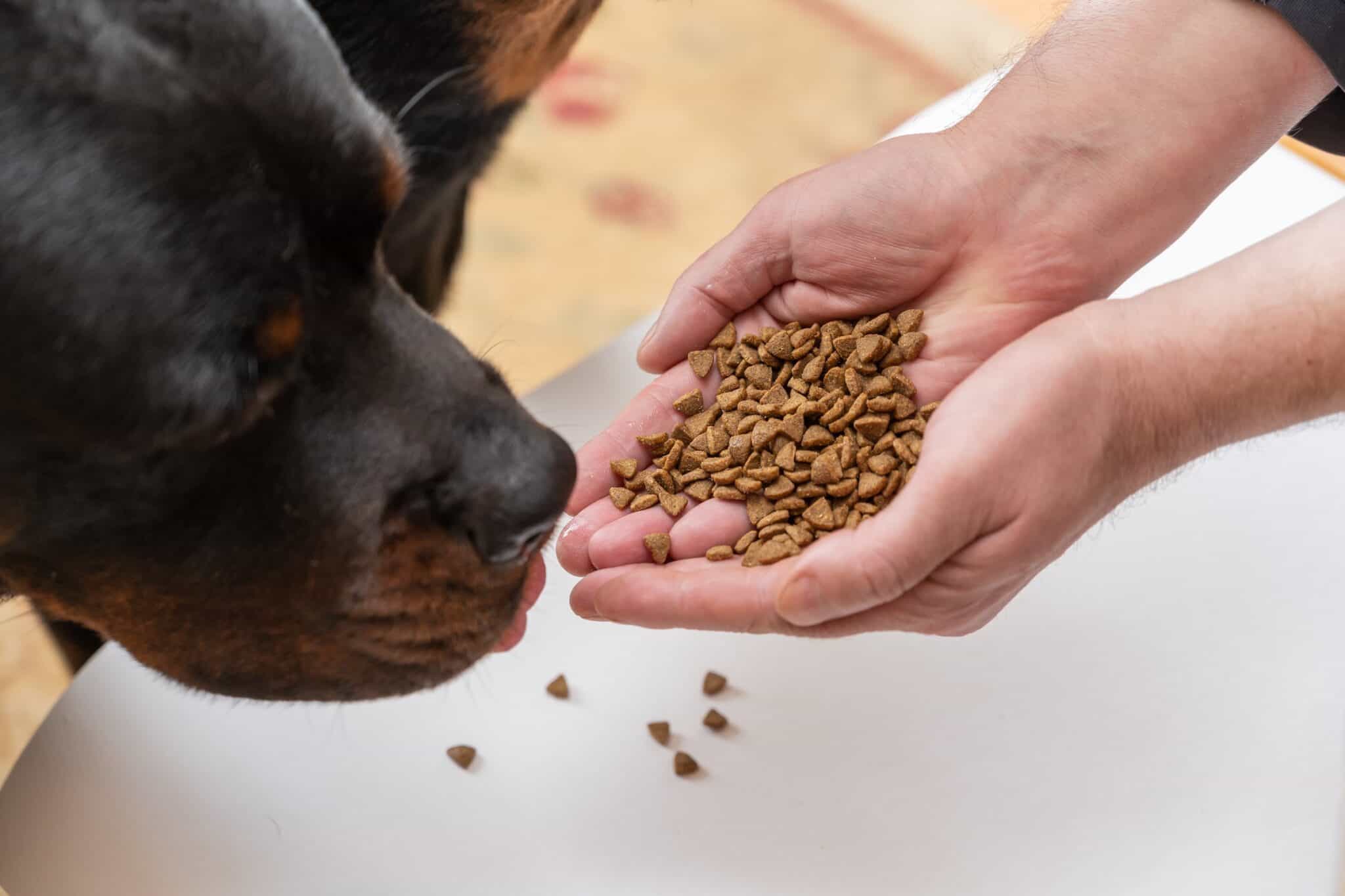 How Much to Feed a Rottweiler (Feeding Chart & Guide)