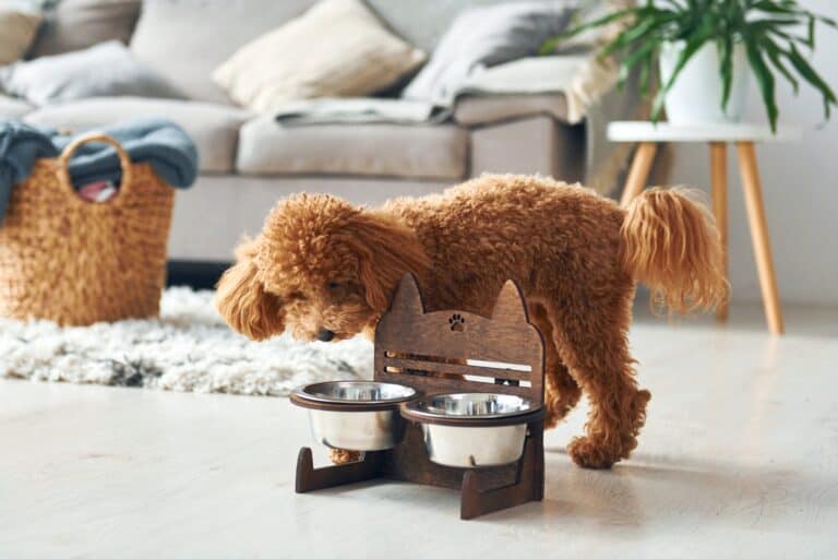How Much to Feed a Poodle (Feeding Chart & Guide)