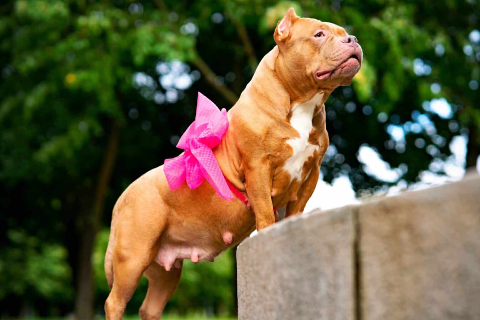 American Bully Pregnancy Length, Stages & Signs