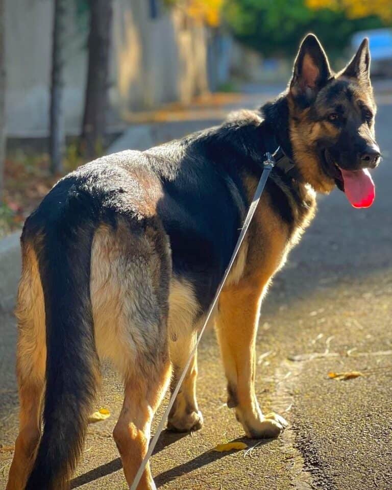 German Shepherd Pregnancy Length, Stages & Signs