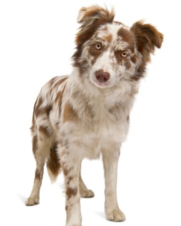 20 Border Collie Colors & Markings Explained!