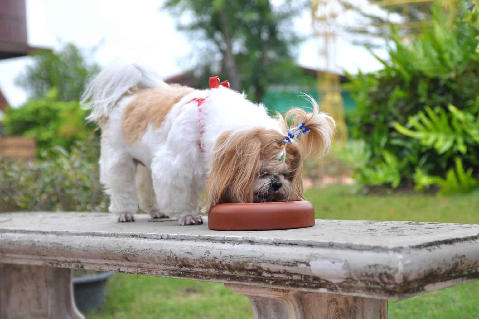 How Much to Feed a Shih Tzu (Feeding Chart & Guide)