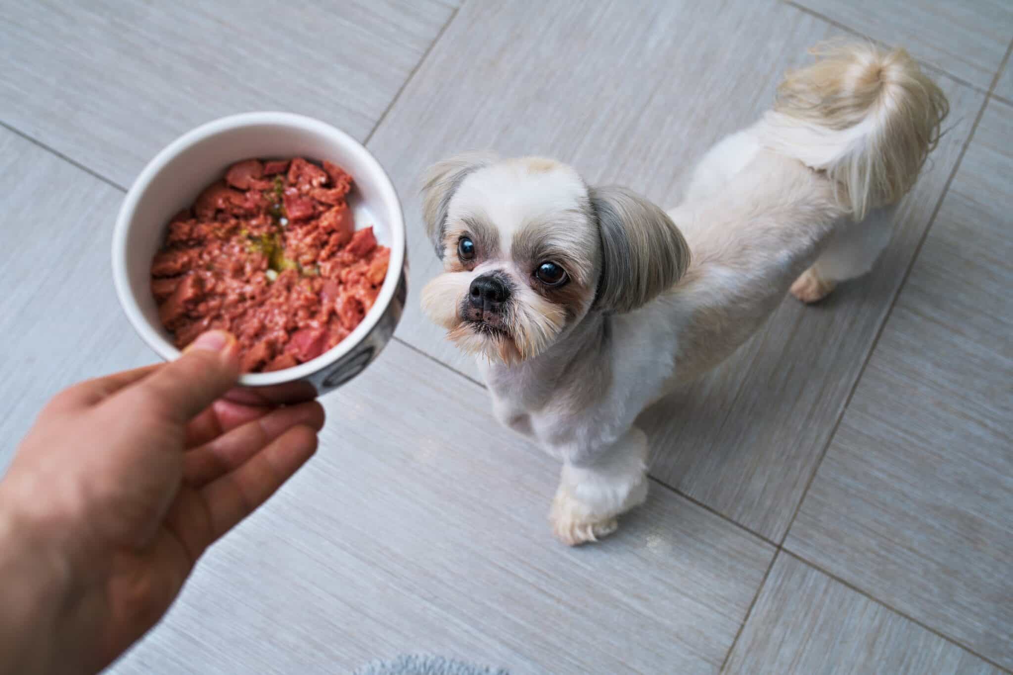 How Much to Feed a Shih Tzu (Feeding Chart & Guide)