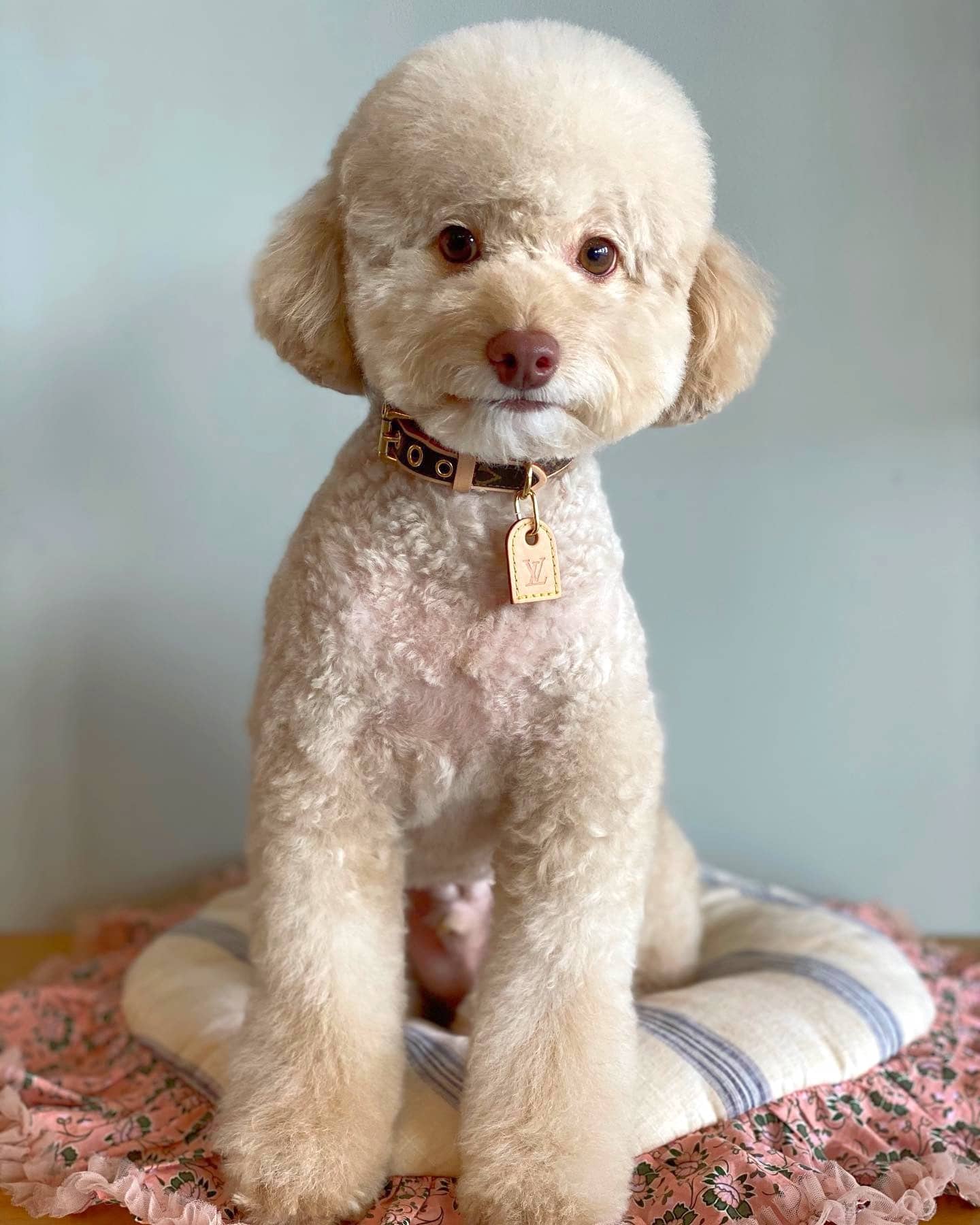 Vnateddy Bear Poodle Haircuts 48 - uzmqi9t