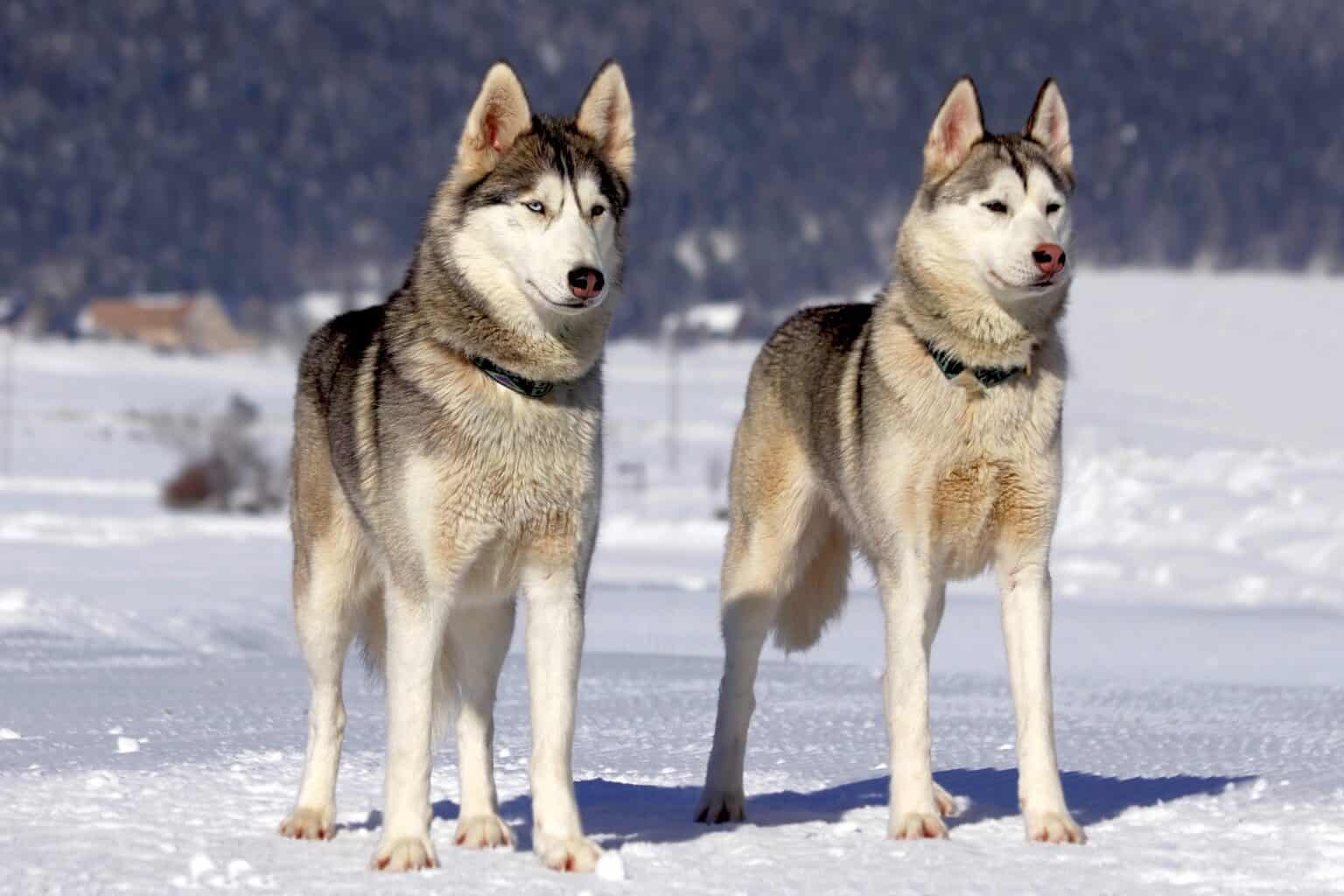 Is 30 Degrees Too Cold For A Husky