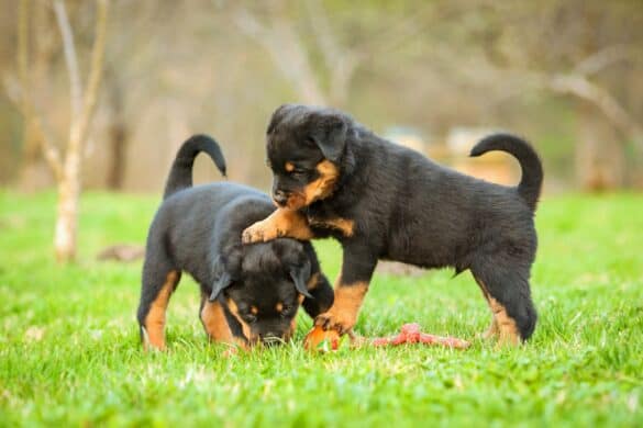 How Much to Feed a Rottweiler (Feeding Chart & Guide)