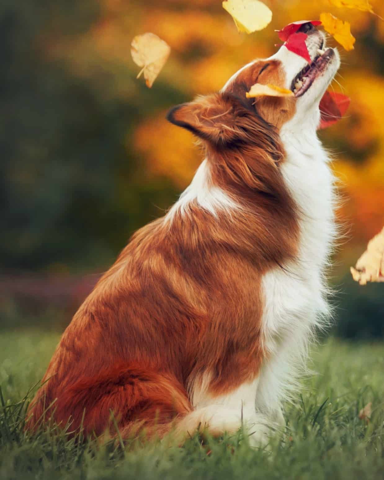 20 Border Collie Colors & Markings Explained!