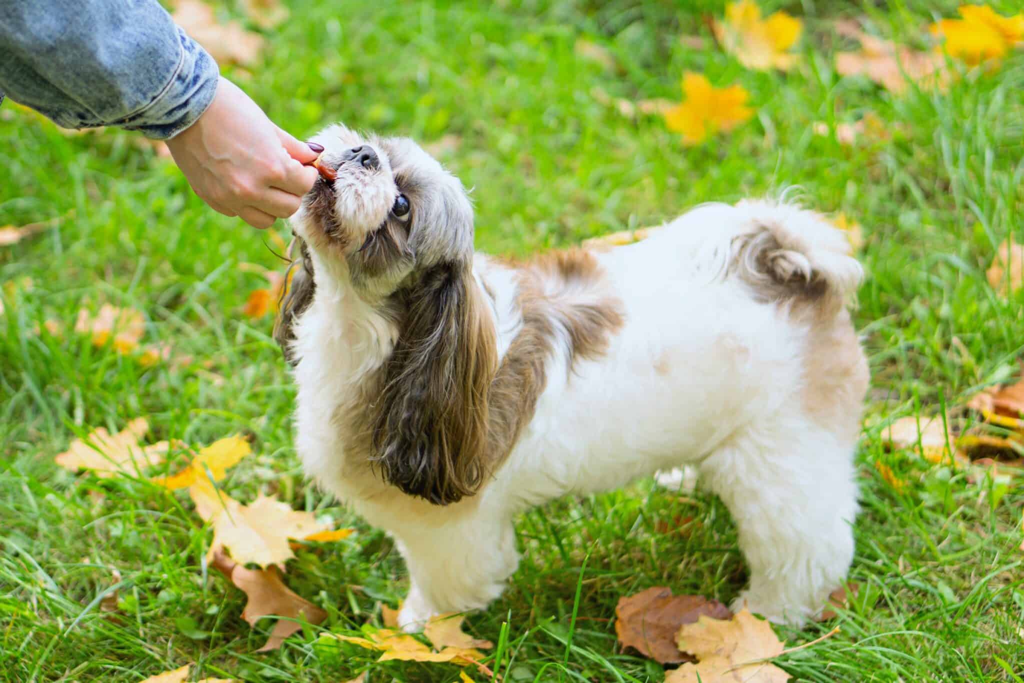 How Much to Feed a Shih Tzu (Feeding Chart & Guide)