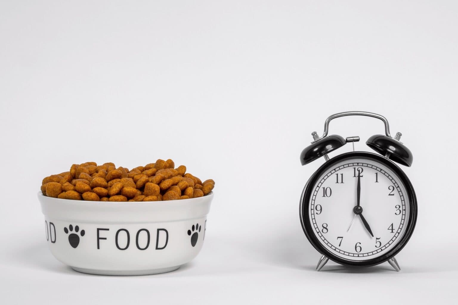 View of How Much to Feed a German Shorthaired Pointer