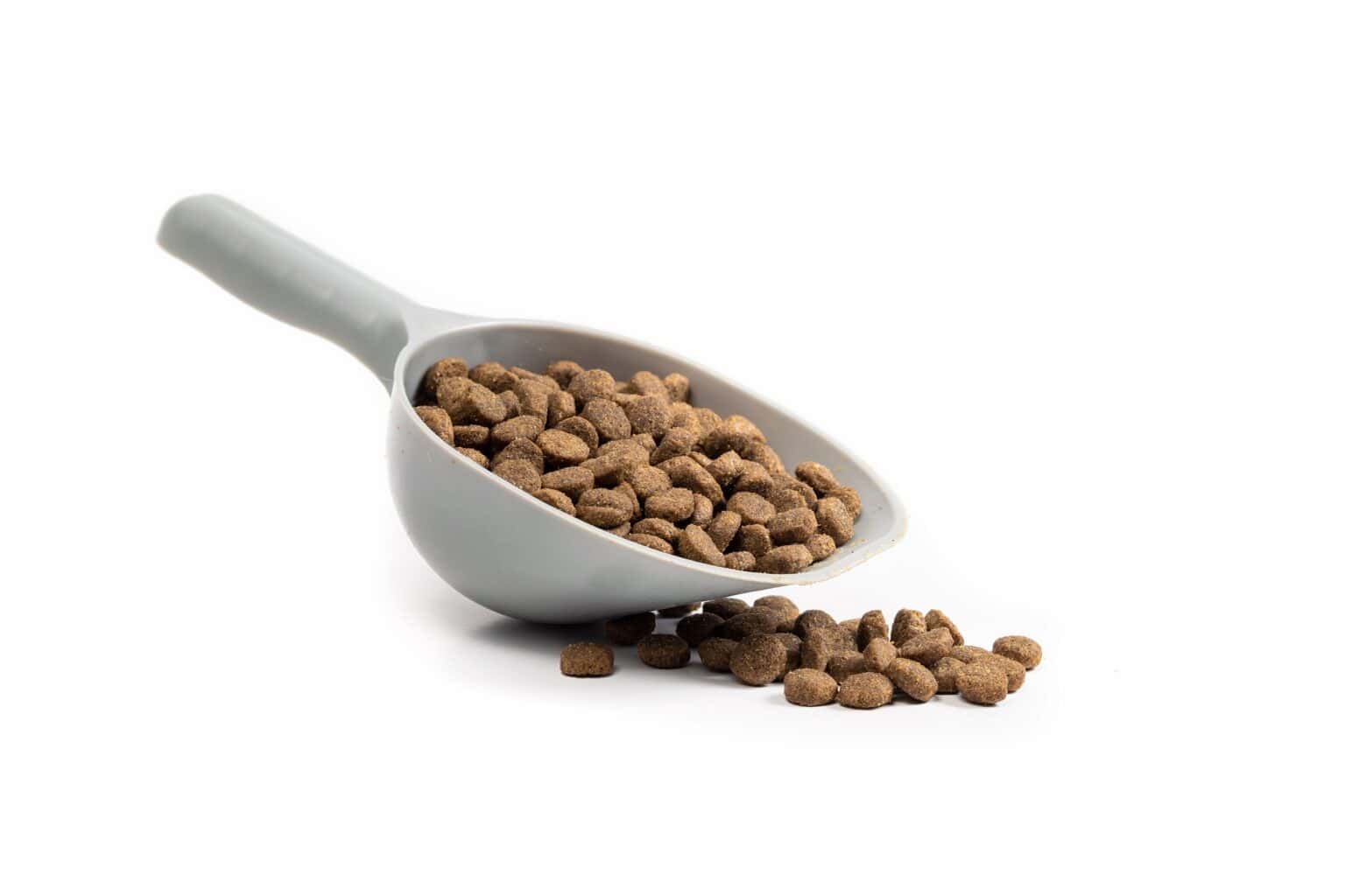 How Much to Feed a Saint Bernard (Feeding Chart & Guide)