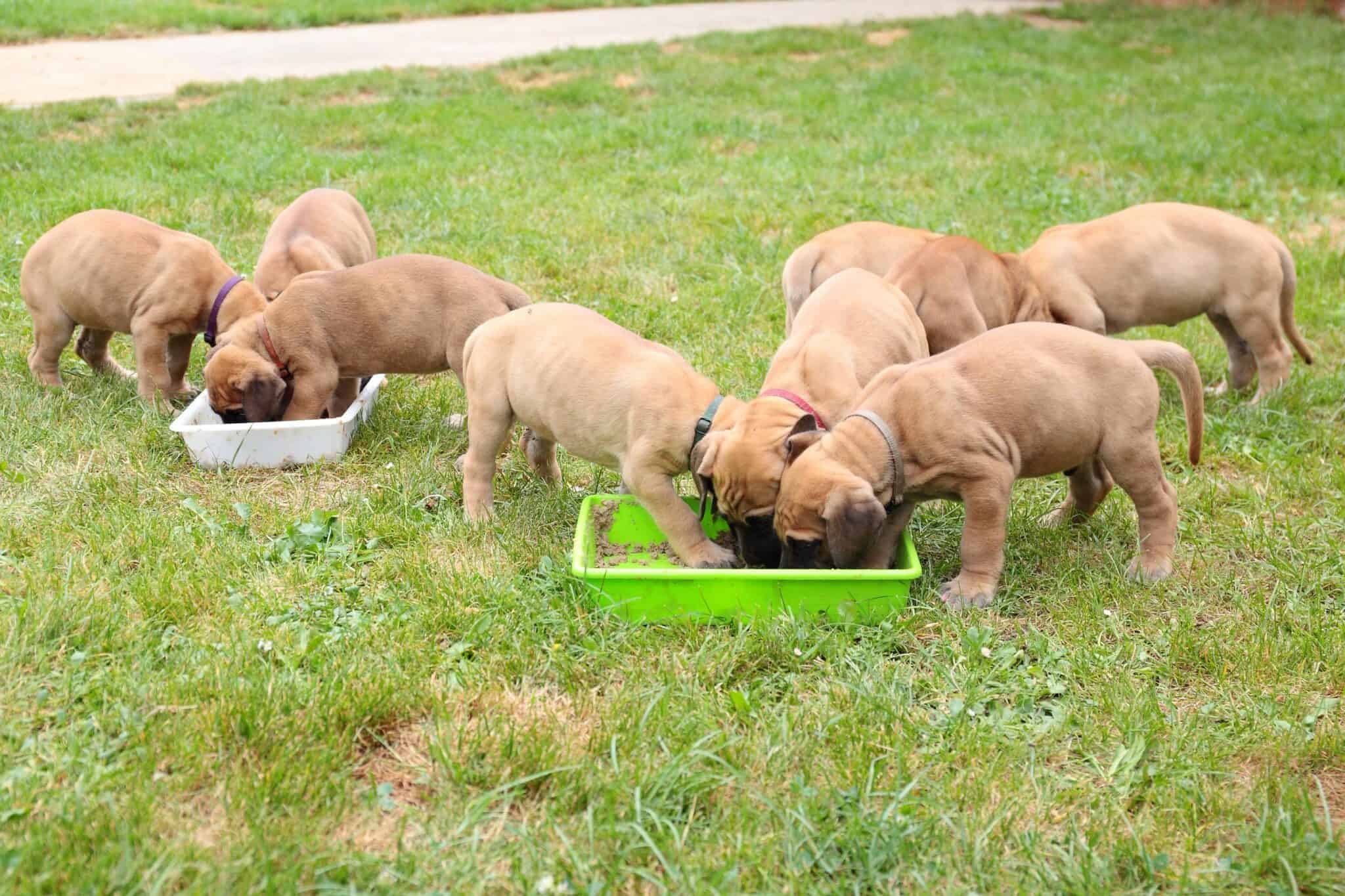 How Much to Feed a Great Dane (Feeding Chart & Guide)