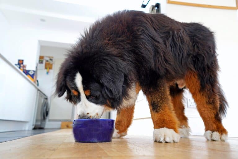 How Much to Feed a Bernese Mountain Dog (Feeding Chart)