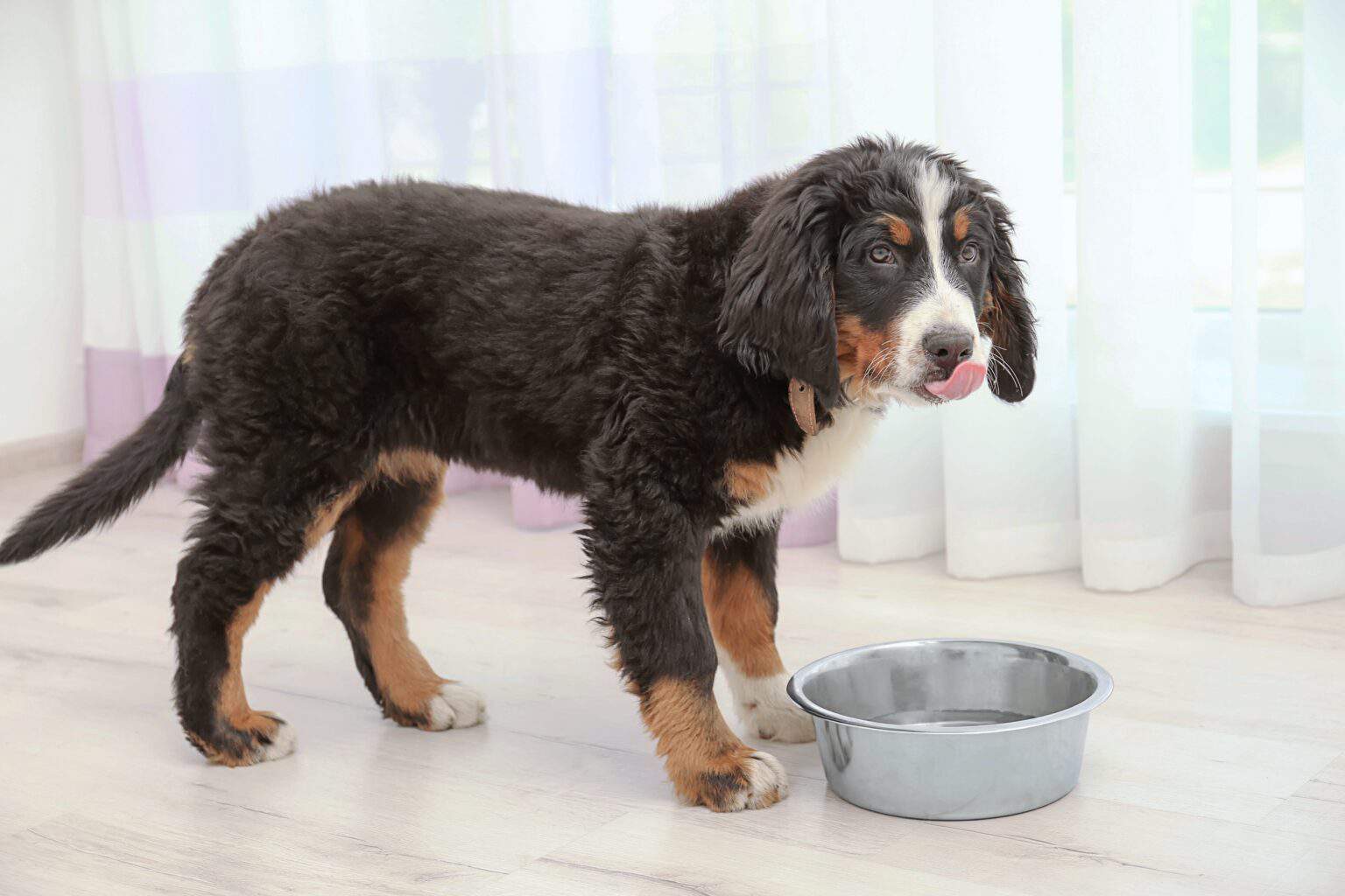 How Much to Feed a Bernese Mountain Dog (Feeding Chart)