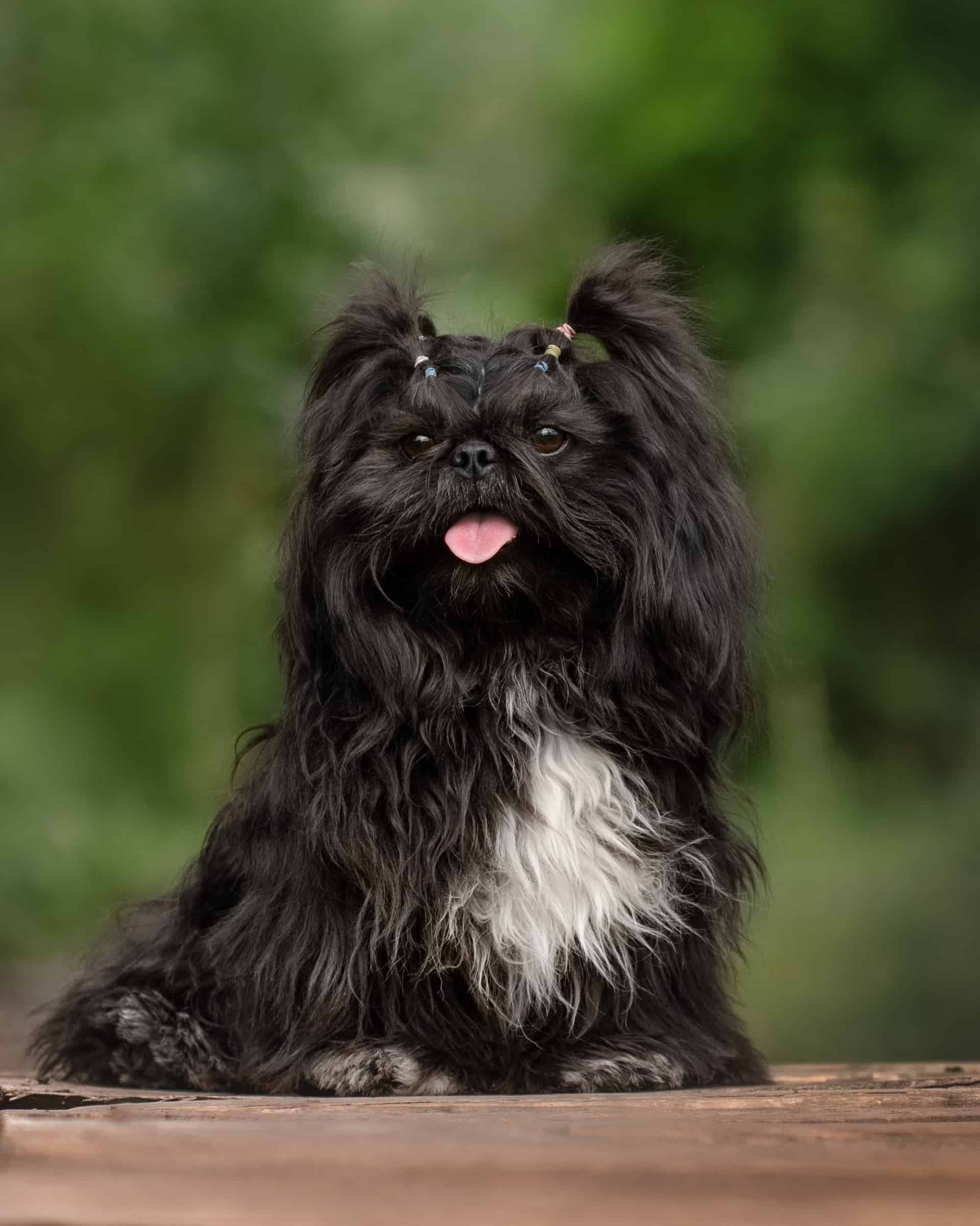 20 Shih Tzu Colors and Markings Explained