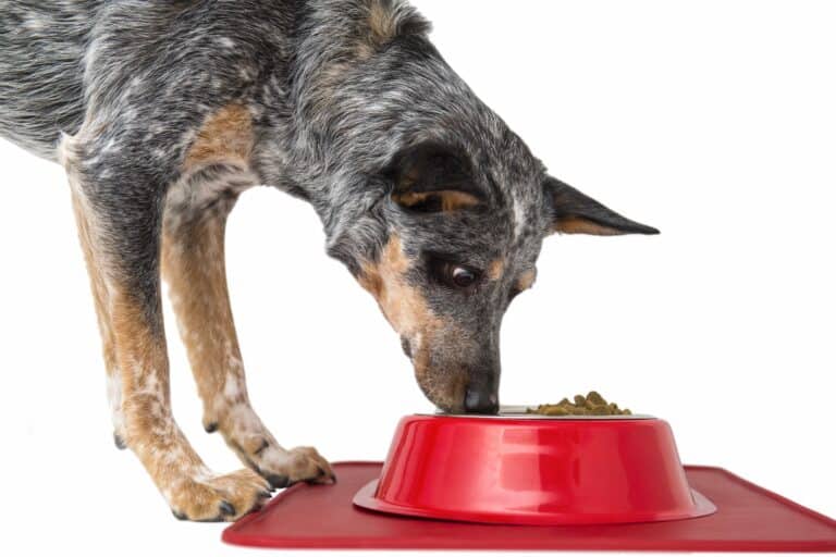 How Much to Feed a Blue Heeler (Feeding Chart & Guide)