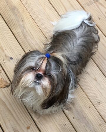 20 Shih Tzu Colors and Markings Explained