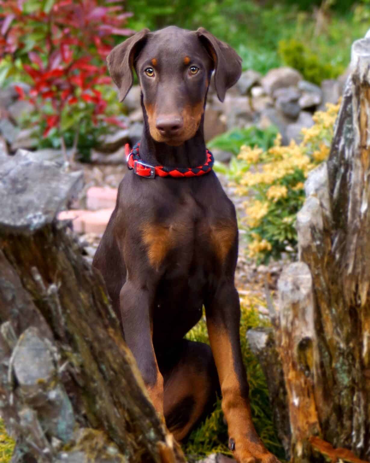 American vs. European Doberman: A Complete Guide